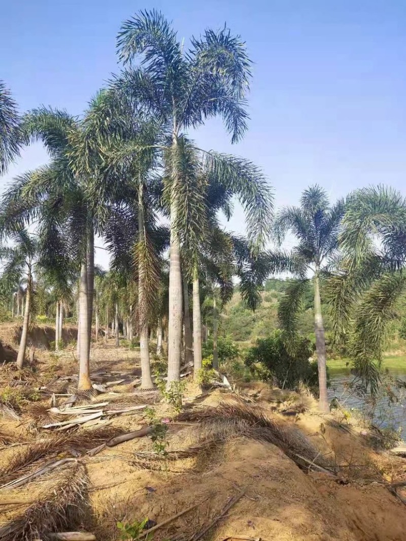 精品狐尾椰子树漳州种植基地苗农现货低价批发