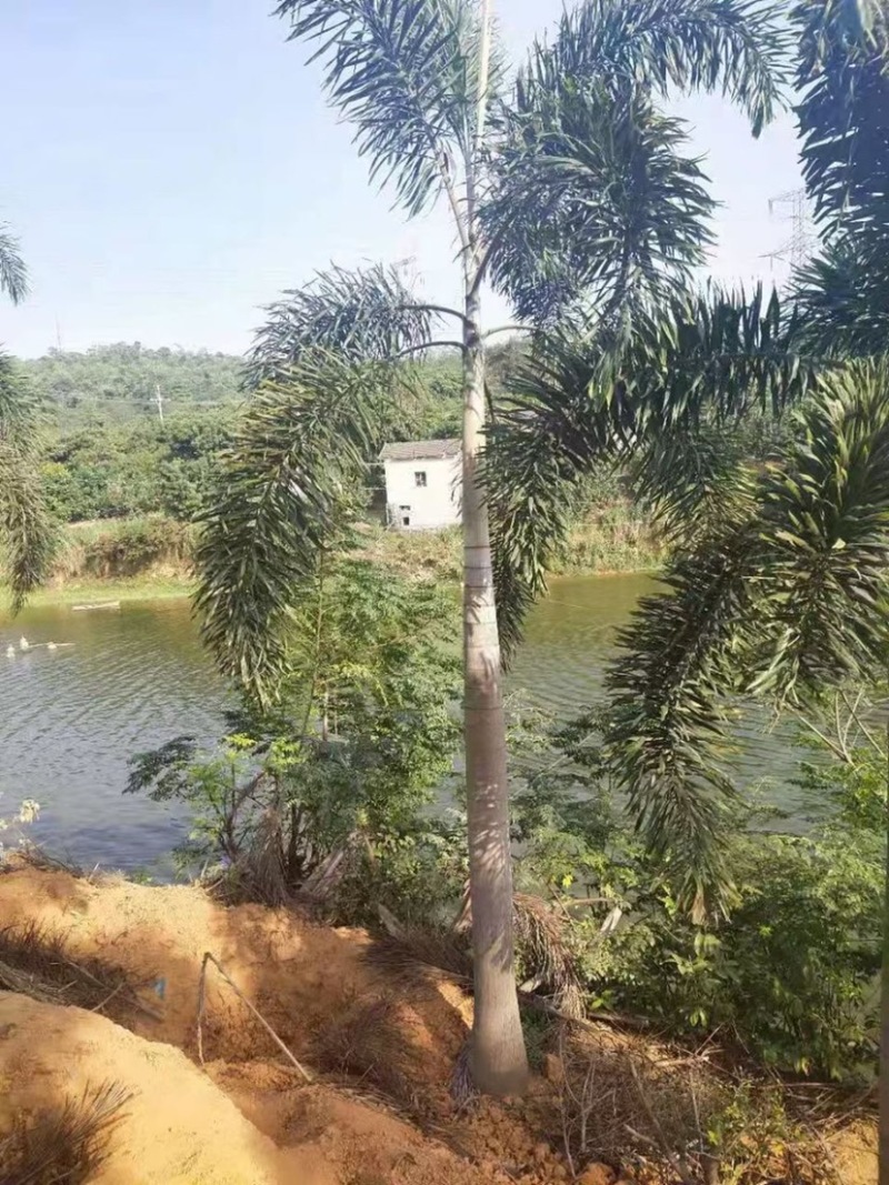 精品狐尾椰子树漳州种植基地苗农现货低价批发