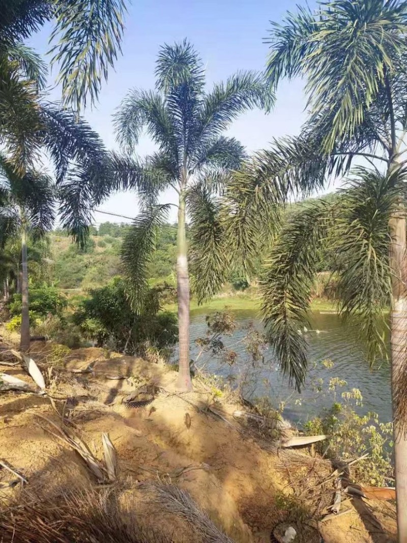 精品狐尾椰子树漳州种植基地苗农现货低价批发