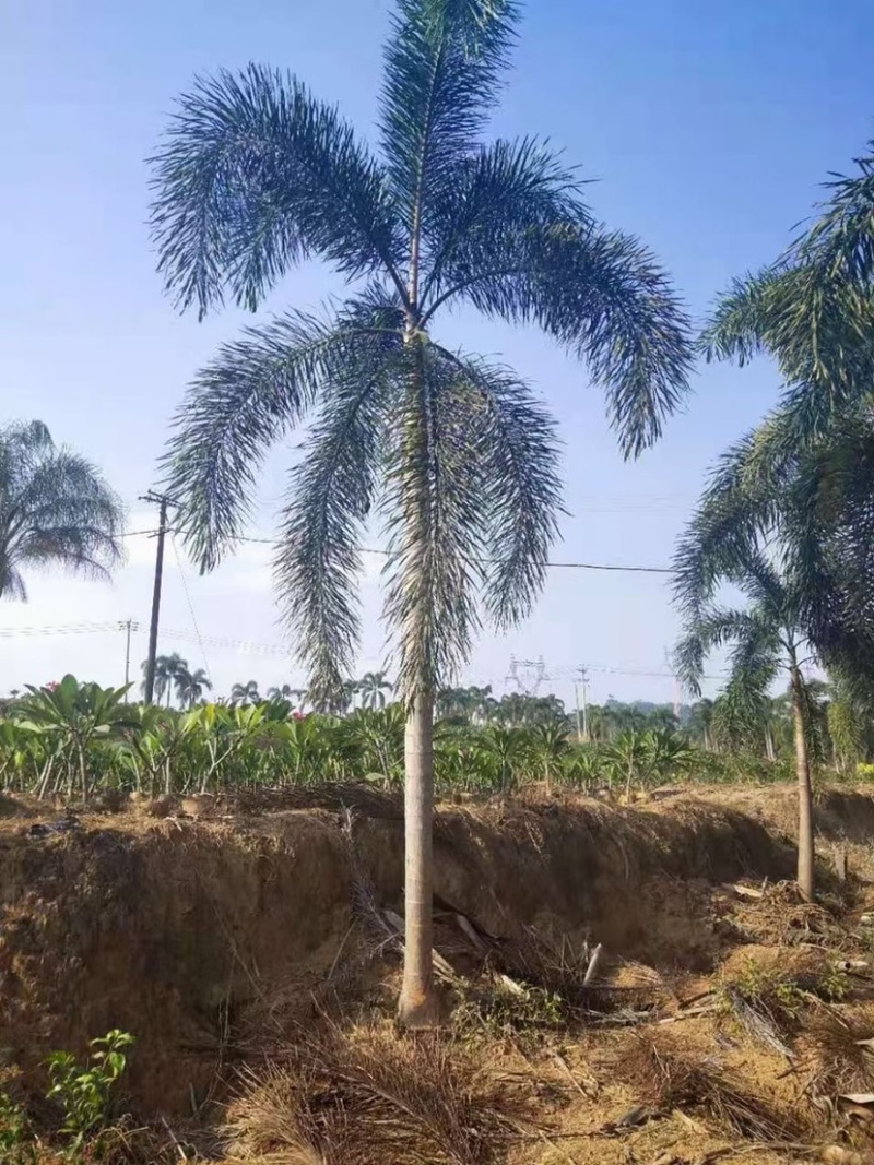 精品狐尾椰子树漳州种植基地苗农现货低价批发