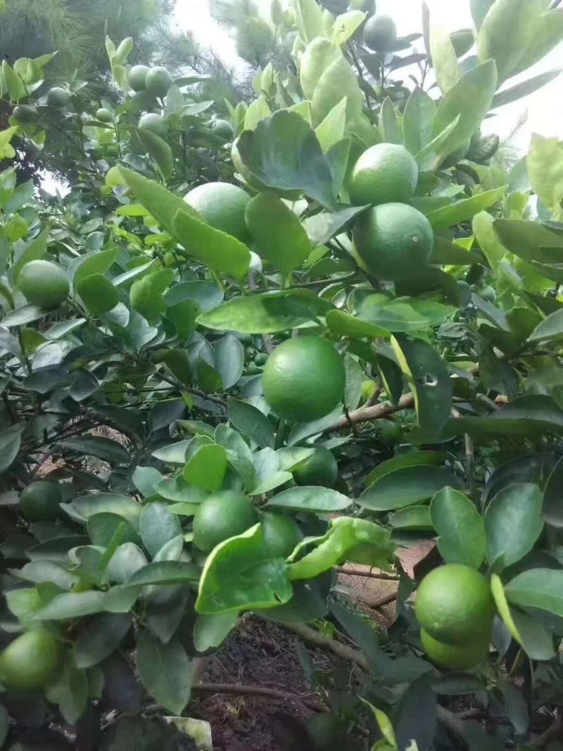柠檬苗香水柠檬苗，无籽柠檬苗，基地发货，欢迎来电咨询