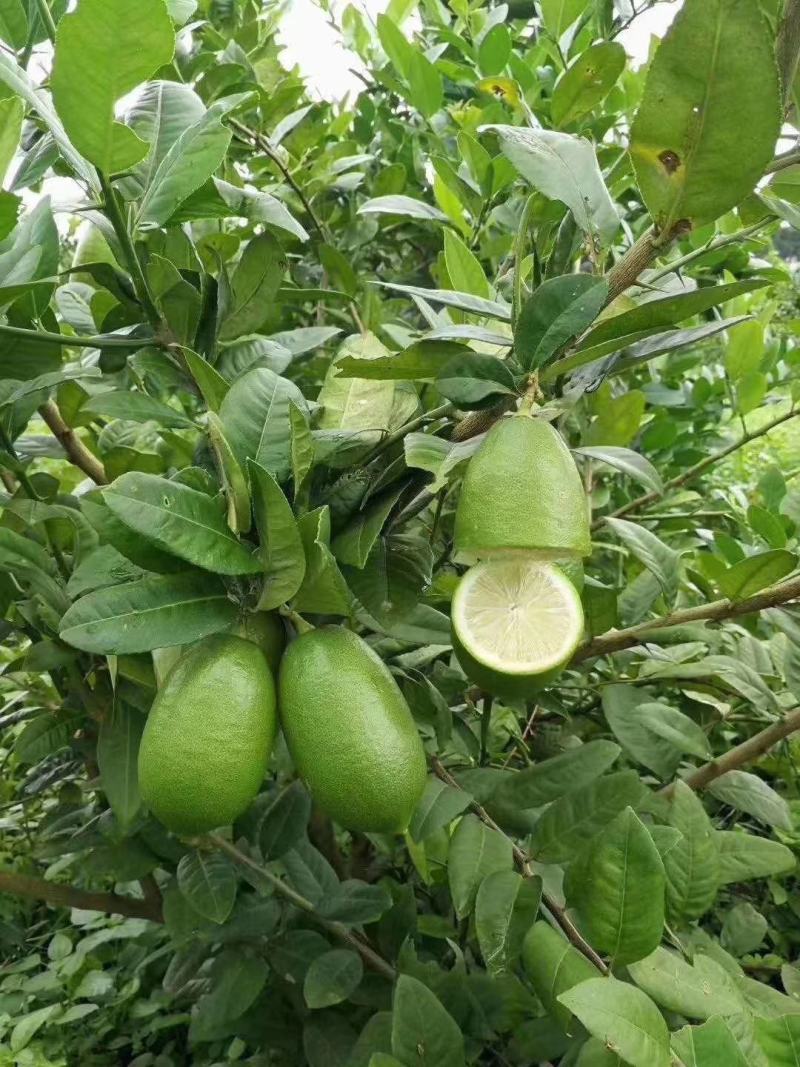 柠檬苗香水柠檬苗，无籽柠檬苗，基地发货，欢迎来电咨询