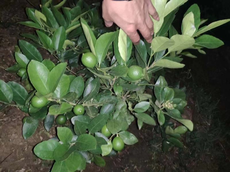 柠檬苗香水柠檬苗，无籽柠檬苗，基地发货，欢迎来电咨询
