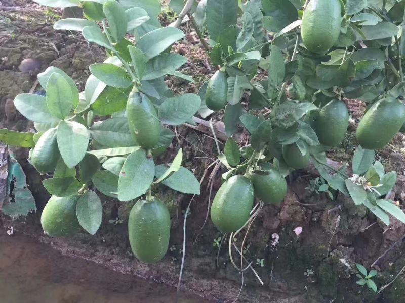 柠檬苗香水柠檬苗，无籽柠檬苗，基地发货，欢迎来电咨询