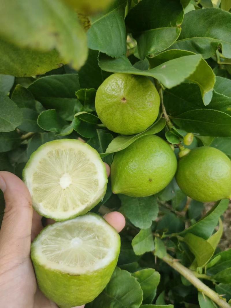 柠檬苗香水柠檬苗，无籽柠檬苗，基地发货，欢迎来电咨询