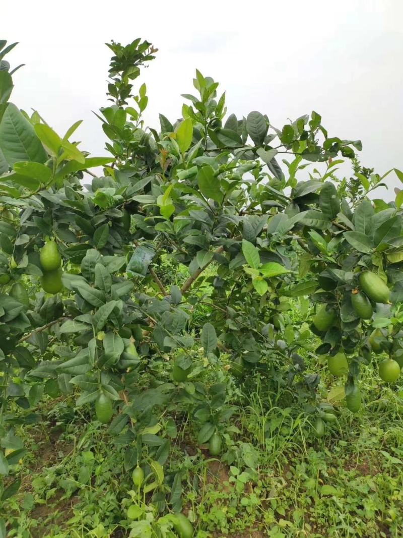 柠檬苗香水柠檬苗，无籽柠檬苗，基地发货，欢迎来电咨询