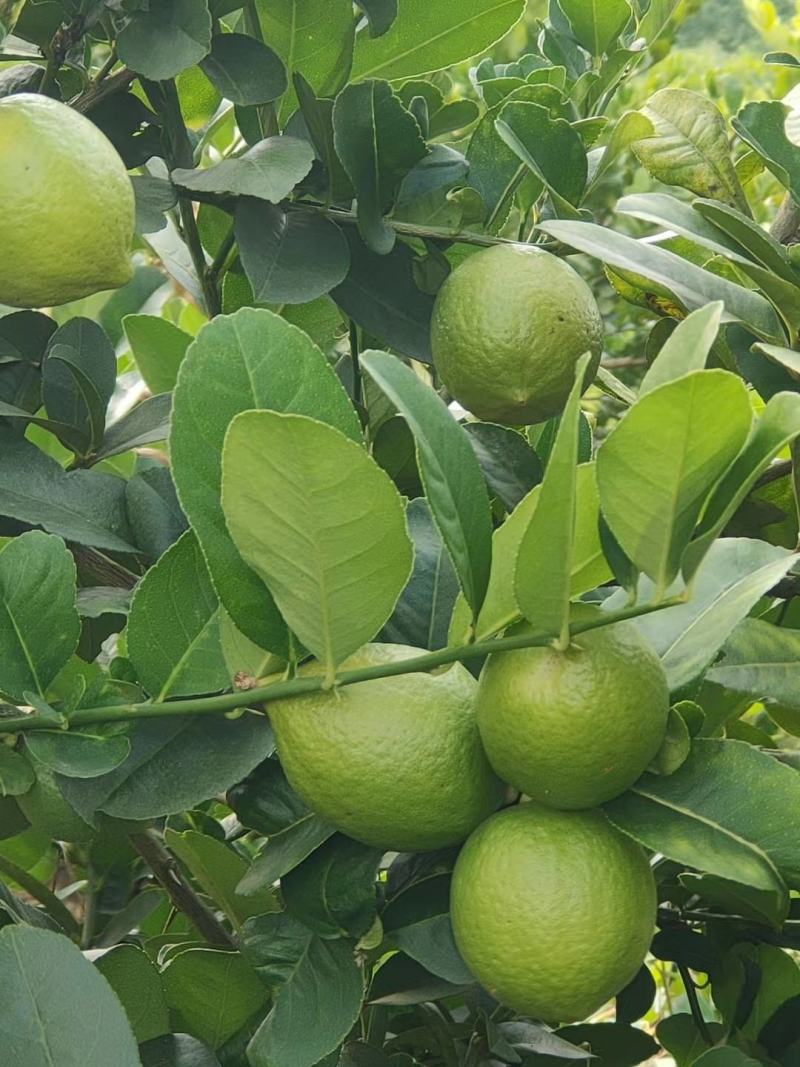 柠檬苗香水柠檬苗，无籽柠檬苗，基地发货，欢迎来电咨询