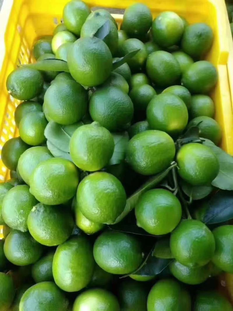 柠檬苗香水柠檬苗，无籽柠檬苗，基地发货，欢迎来电咨询