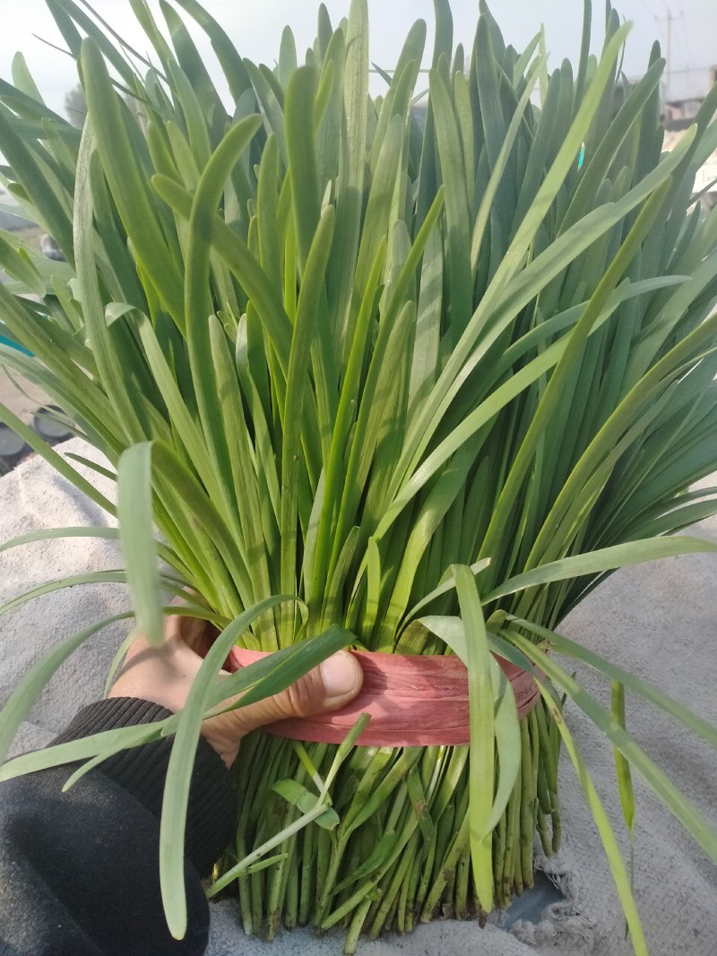 河北唐山乐亭韭菜大量货源，质量好，价格便宜需要的联系我
