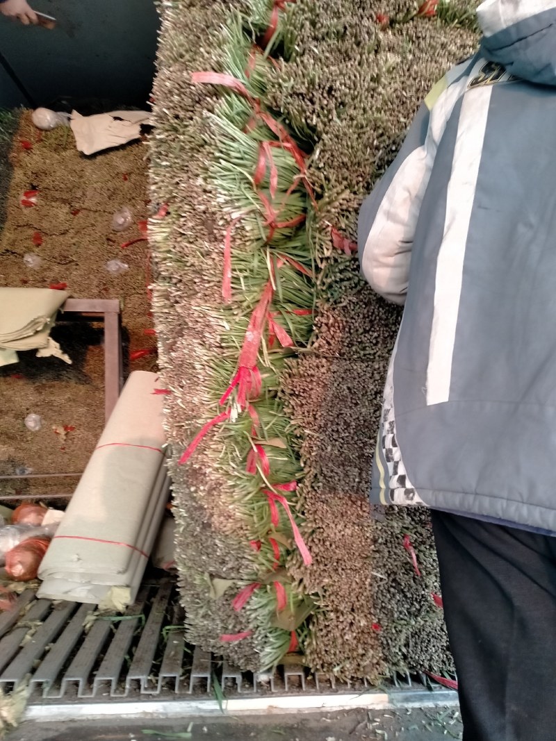 河北唐山乐亭韭菜大量货源，质量好，价格便宜需要的联系我
