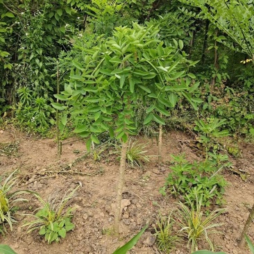 龙爪槐2-10公分自己家苗圃可视频看货选货包邮发货！
