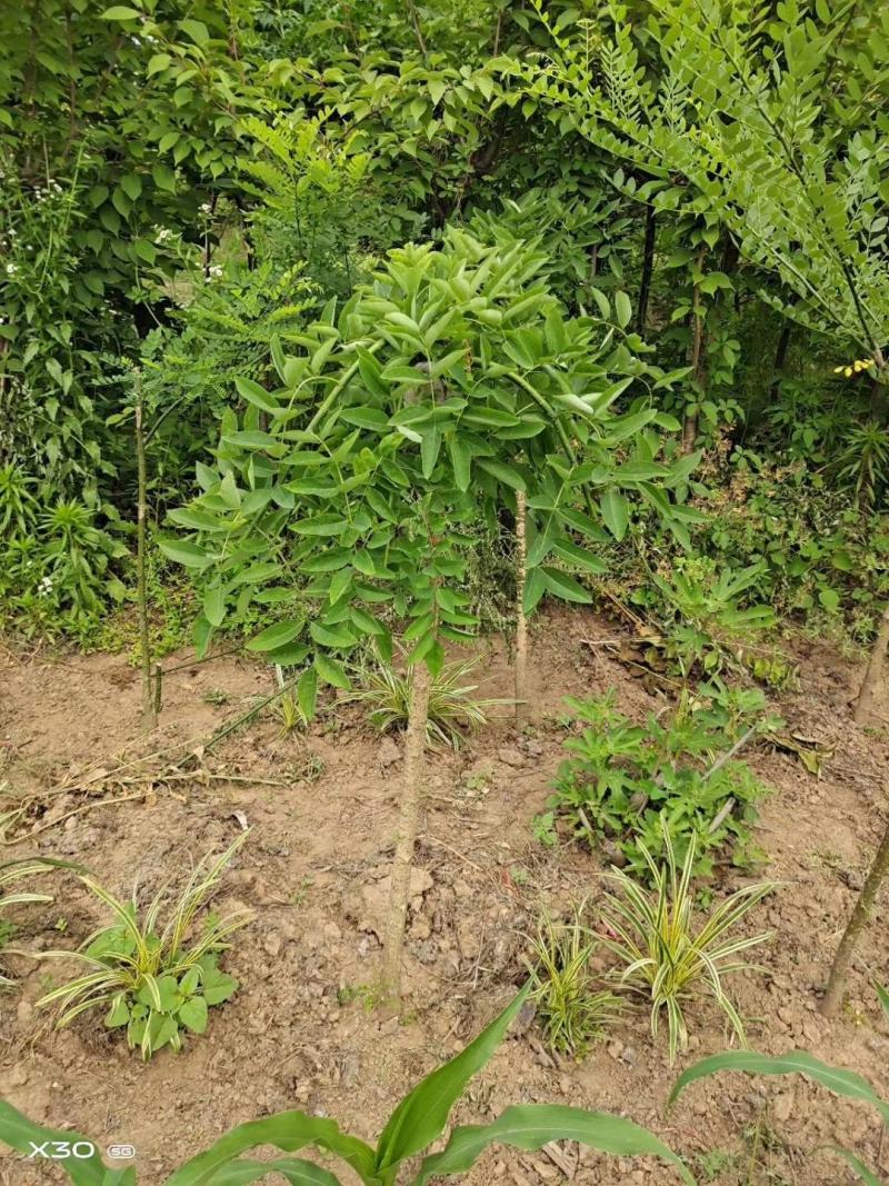 龙爪槐2-10公分自己家苗圃可视频看货选货包邮发货！