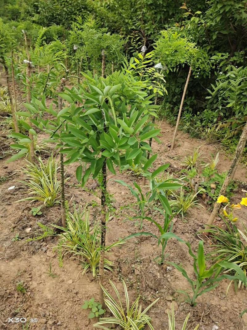 龙爪槐2-10公分自己家苗圃可视频看货选货包邮发货！