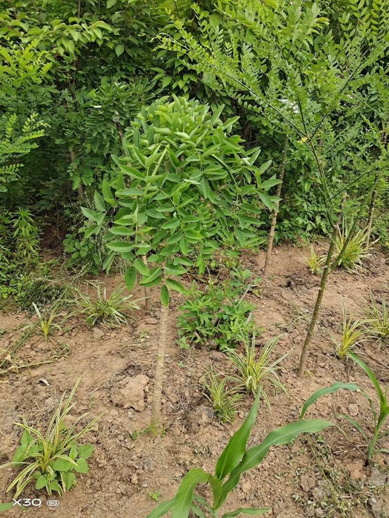 龙爪槐2-10公分自己家苗圃可视频看货选货包邮发货！