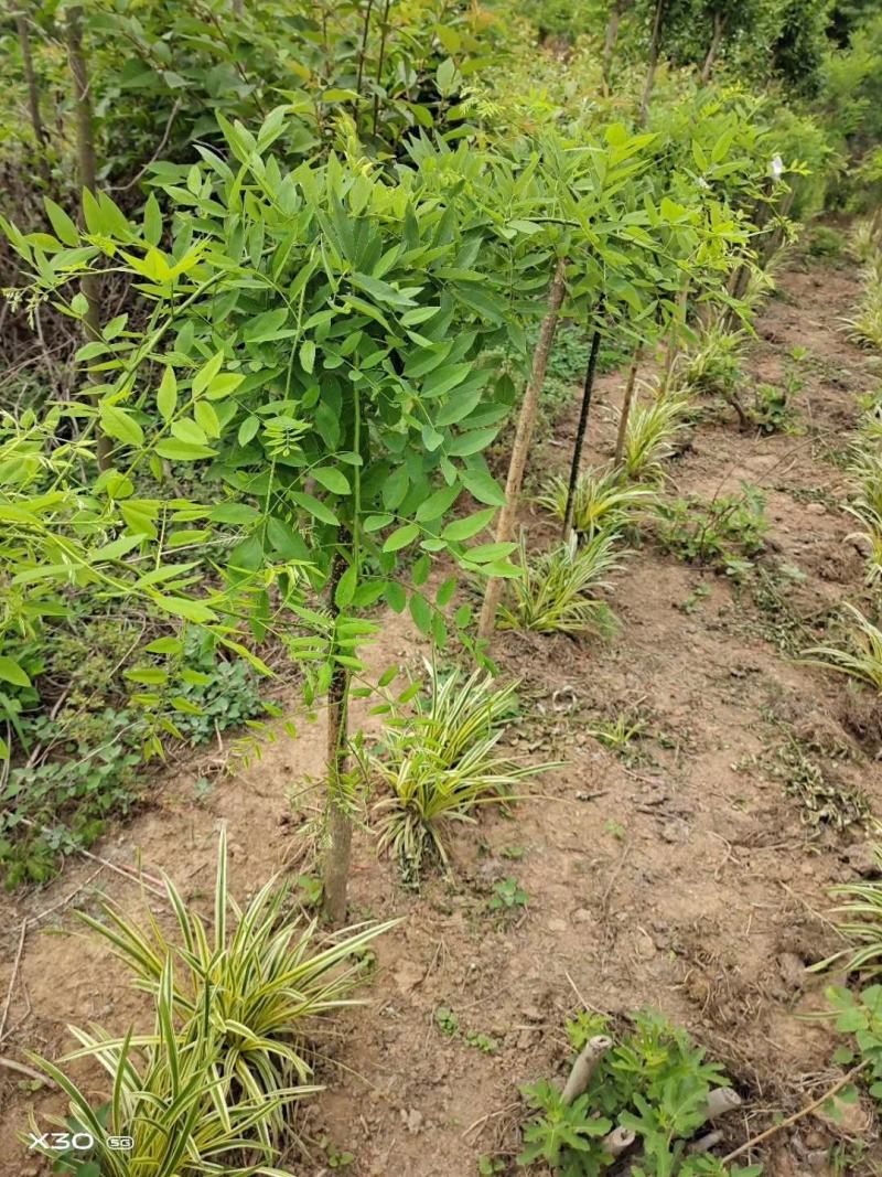 龙爪槐苗直径2-10公分自己家苗圃价格优惠可视频看货