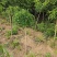 龙爪槐苗直径2-10公分自己家苗圃价格优惠可视频看货