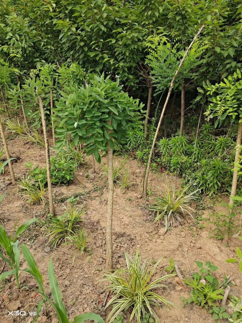 龙爪槐苗直径2-10公分自己家苗圃价格优惠可视频看货