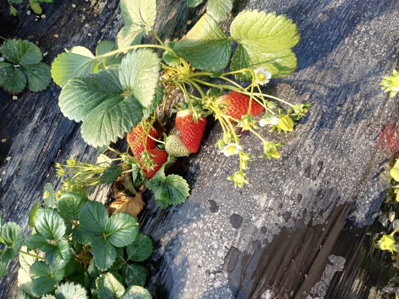 临沂草莓，香野，建德红，联盟，白草莓，甜查理，大量上市