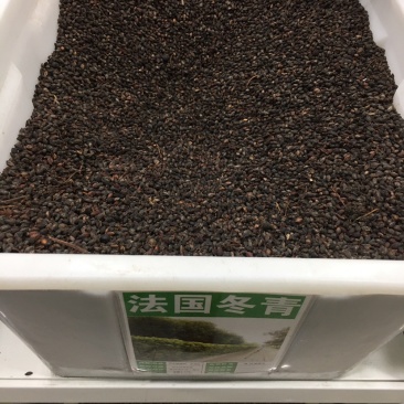 法国冬青种子红果冬青北美冬青小叶冬青种子龟甲冬青