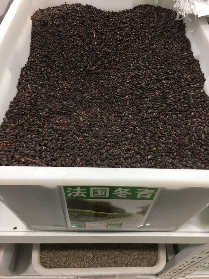 法国冬青种子红果冬青北美冬青小叶冬青种子龟甲冬青