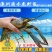 【淡水养殖】澳洲淡水小龙虾苗淡水龙虾红鳌鳌虾苗