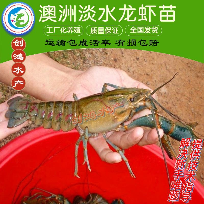 【现苗供应】澳洲淡水小龙虾苗澳洲淡水龙虾苗淡水养殖