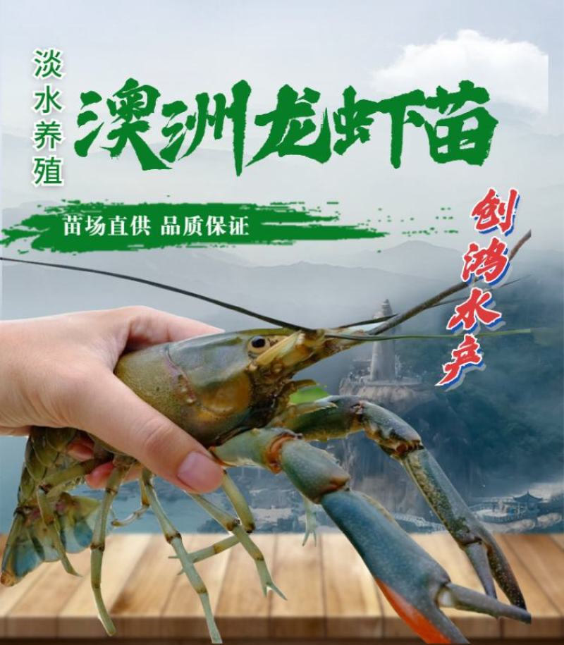 【现苗供应】澳洲淡水小龙虾苗澳洲淡水龙虾苗淡水养殖