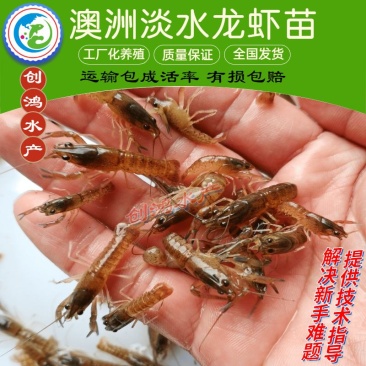【精选推介】澳洲淡水小龙虾苗澳洲淡水龙虾苗观赏鱼