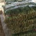 菠菜大量供应中，适合走市场，超市等20~25厘米