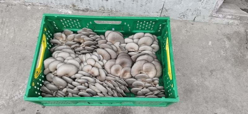 新鲜平菇大量上市，是自己的基地！