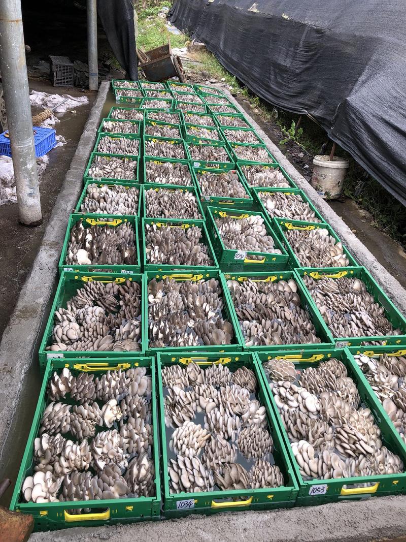 新鲜平菇大量上市，是自己的基地！