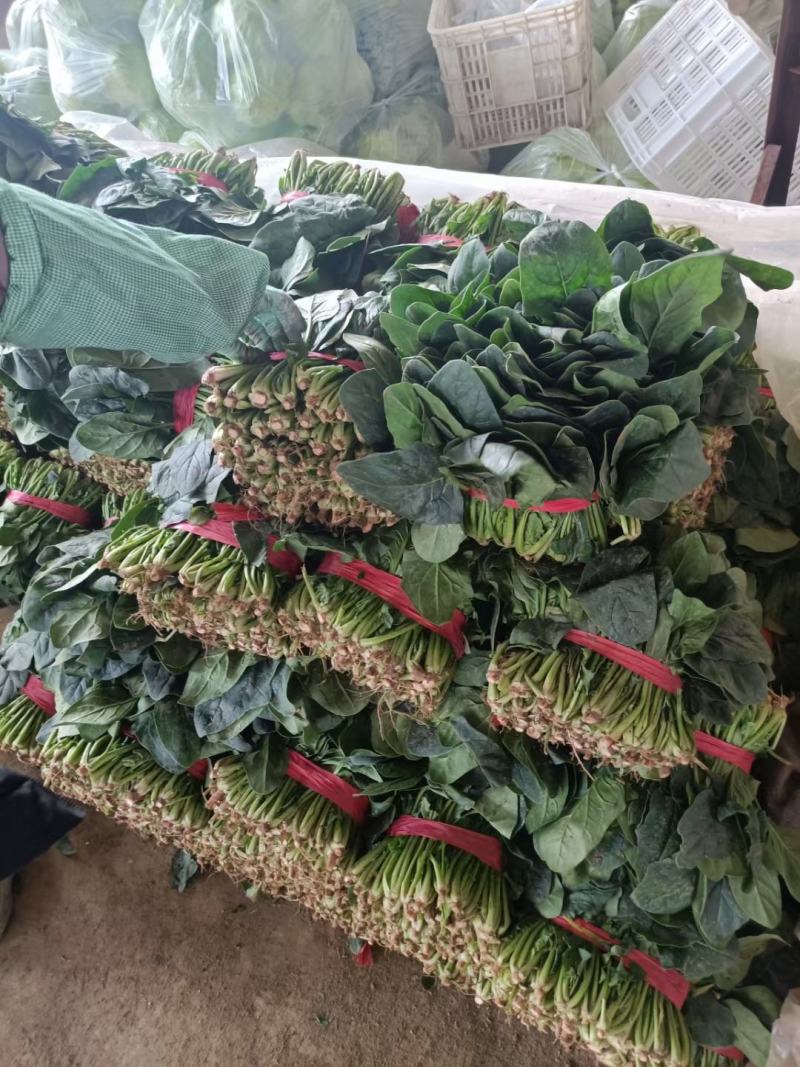 菠菜大量供应中，适合走市场，超市等20~25厘米