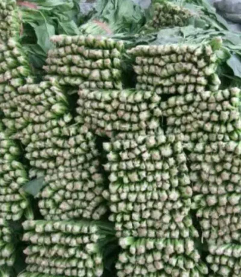 菠菜大量供应中，适合走市场，超市等20~25厘米