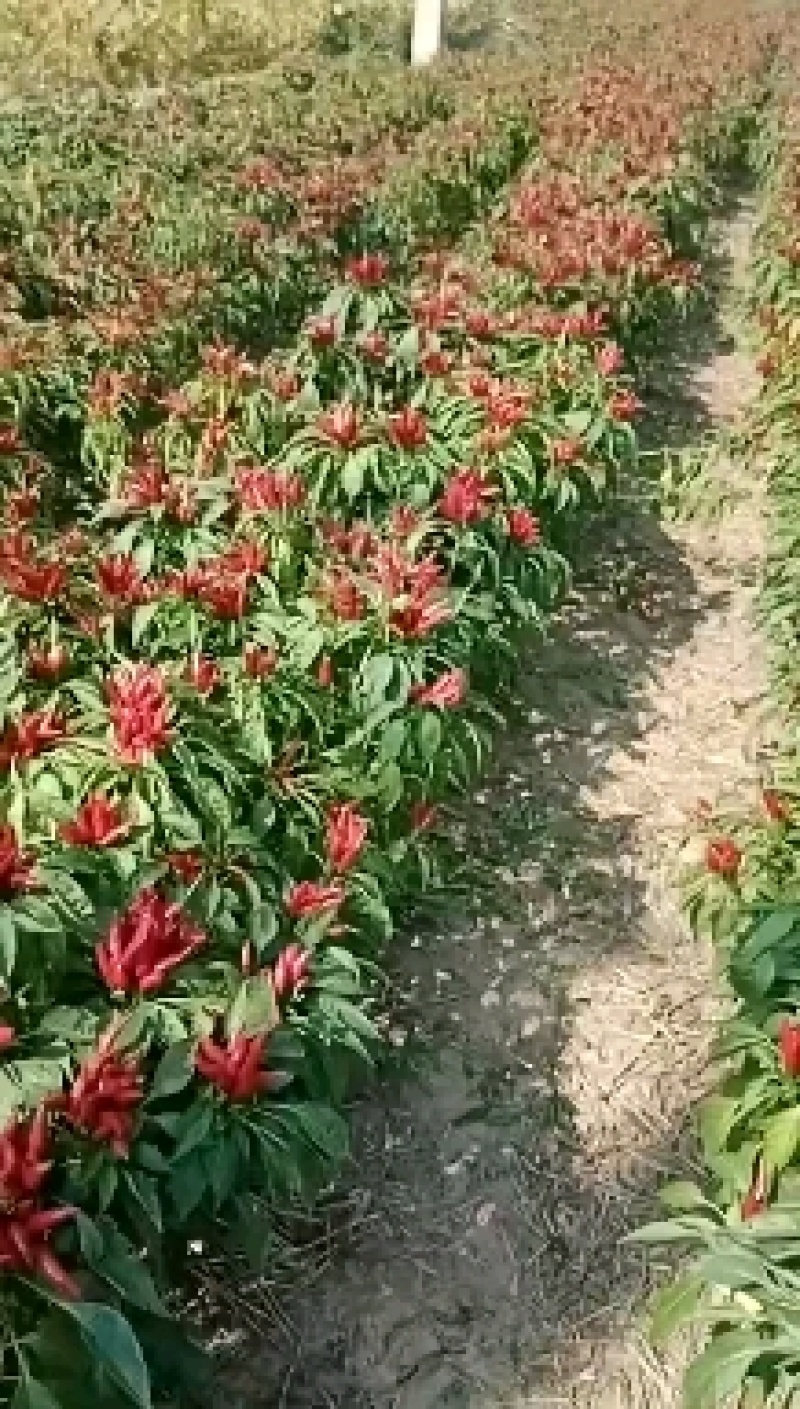 精品三樱椒批发，品质好，产地直供，欢迎采购，可视频看货