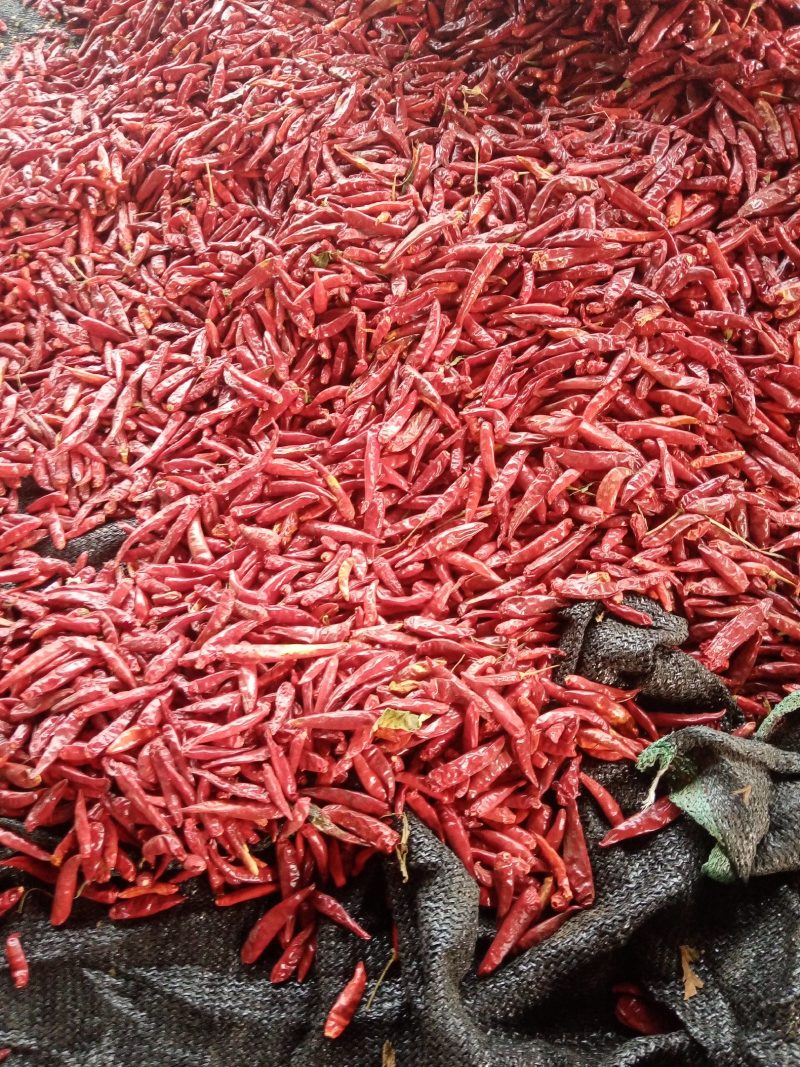 精品三樱椒批发，品质好，产地直供，欢迎采购，可视频看货