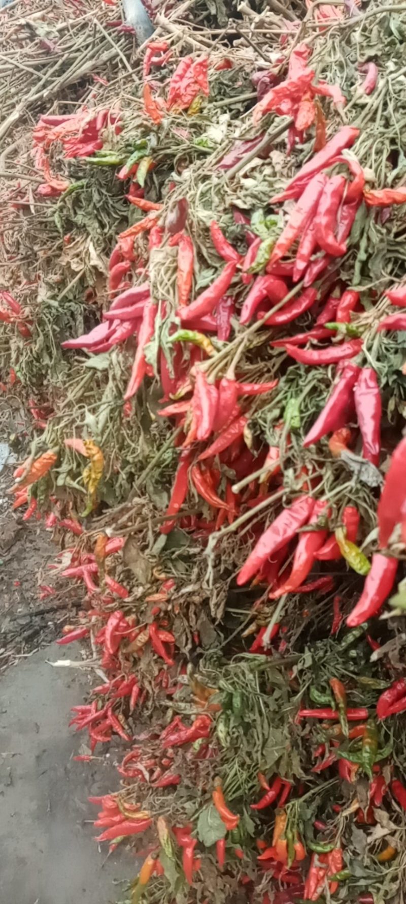 精品三樱椒批发，品质好，产地直供，欢迎采购，可视频看货