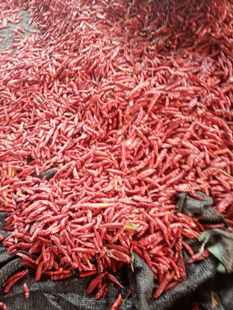 精品三樱椒批发，品质好，产地直供，欢迎采购，可视频看货
