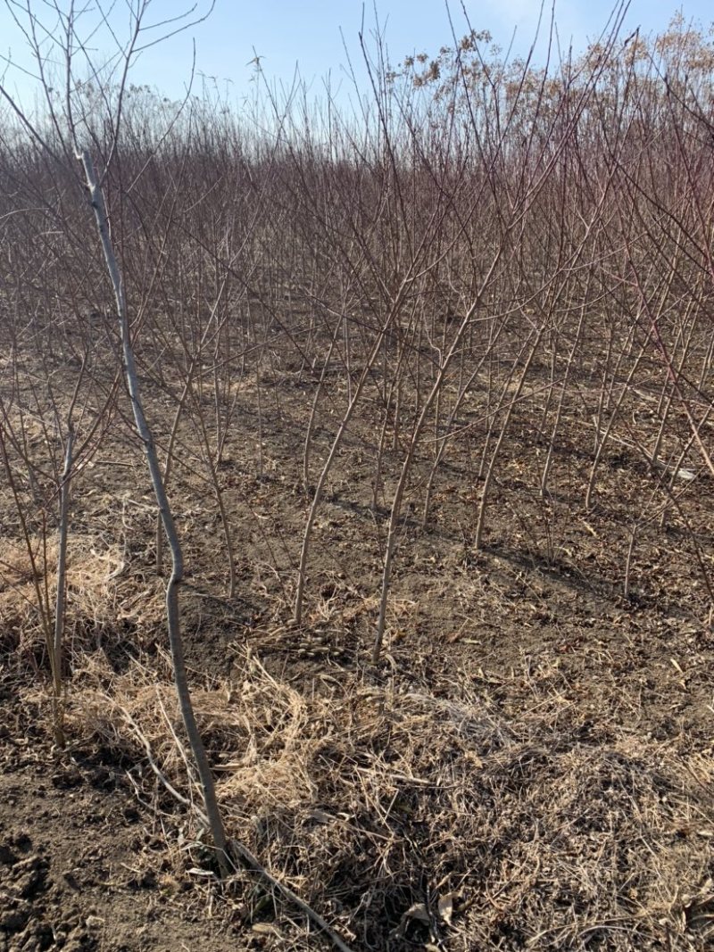 绿化苗工程用苗毛桃树大量现货价格优惠需要联系