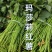 玛莎莉红薯苗玛莎莉黄金薯苗原种脱毒苗大田苗蔓头苗