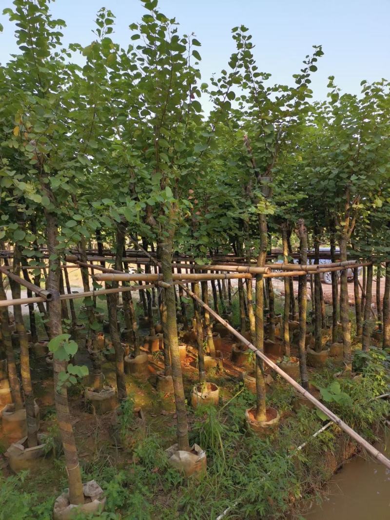 宫粉紫荆5至15公分待售