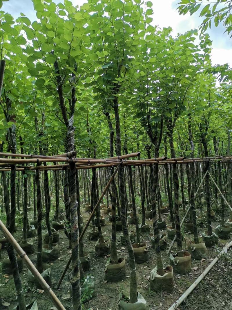 宫粉紫荆5至15公分待售