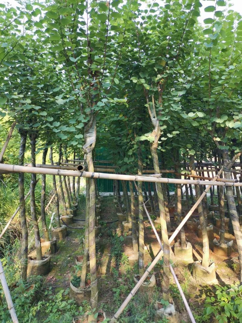 宫粉紫荆5至15公分待售