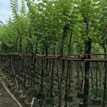 宫粉紫荆5至15公分待售