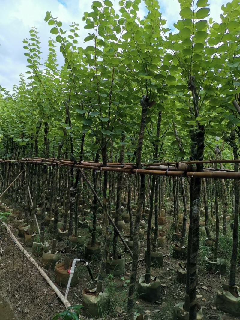 宫粉紫荆5至15公分待售