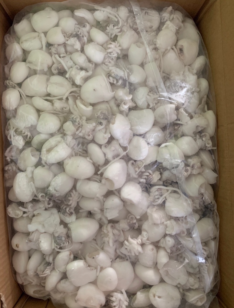 北海厂家一手墨鱼仔，单冻次品墨鱼仔，价格很有优势。