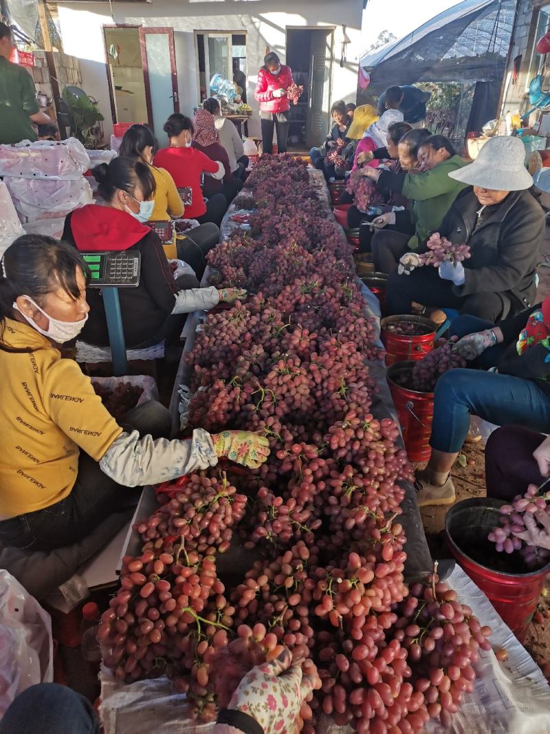 四川西昌克伦生葡萄大量上市，实力代办，货源充足，诚信第一