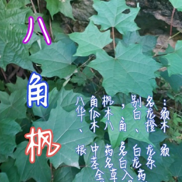 贵州毕节古夜郎大地野生中药材白龙须根八角枫根野生现采