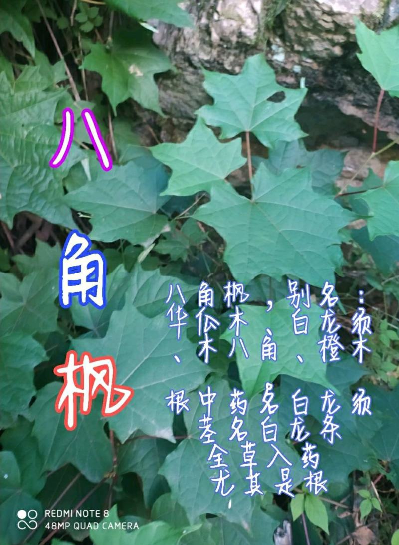 贵州毕节古夜郎大地野生中药材白龙须根八角枫根野生现采