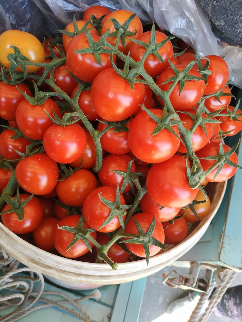 圣女果山东精品小柿子千禧小番茄蔬菜西红柿大量上市中