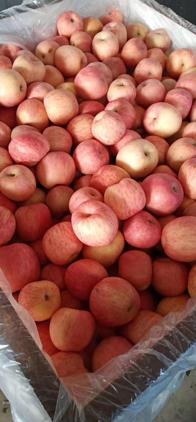 苹果，优质红富士苹果，冰糖心苹果，产地直供，全国发货
